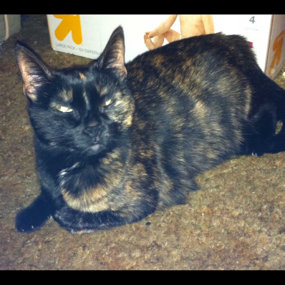 Meet your Posher, Eva